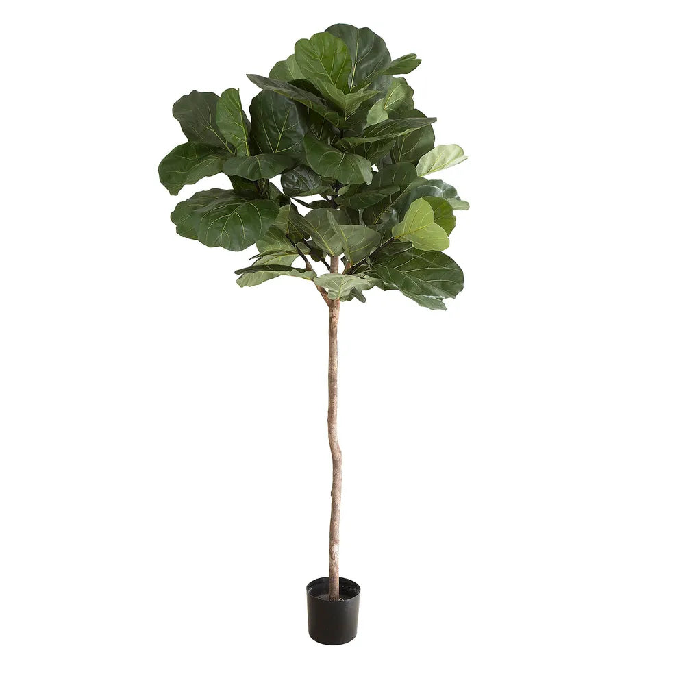 Artificial Fiddle Leaf Tree - 215cm - Notbrand