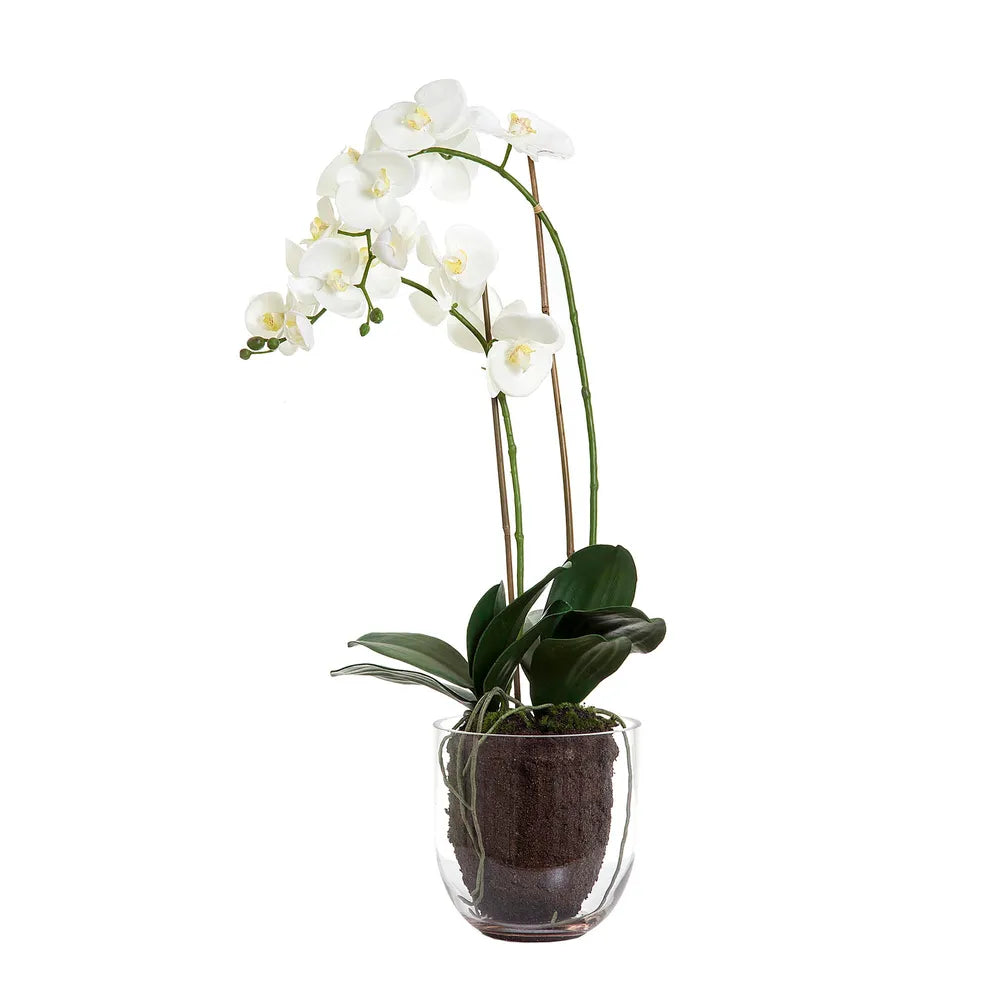 Orchid In Glass Vase with White Artificial Flower - 85cm - Notbrand