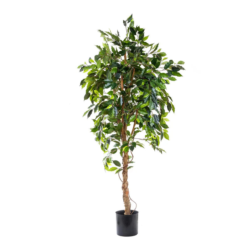 Ficus Vine Tree - 180cm - Notbrand