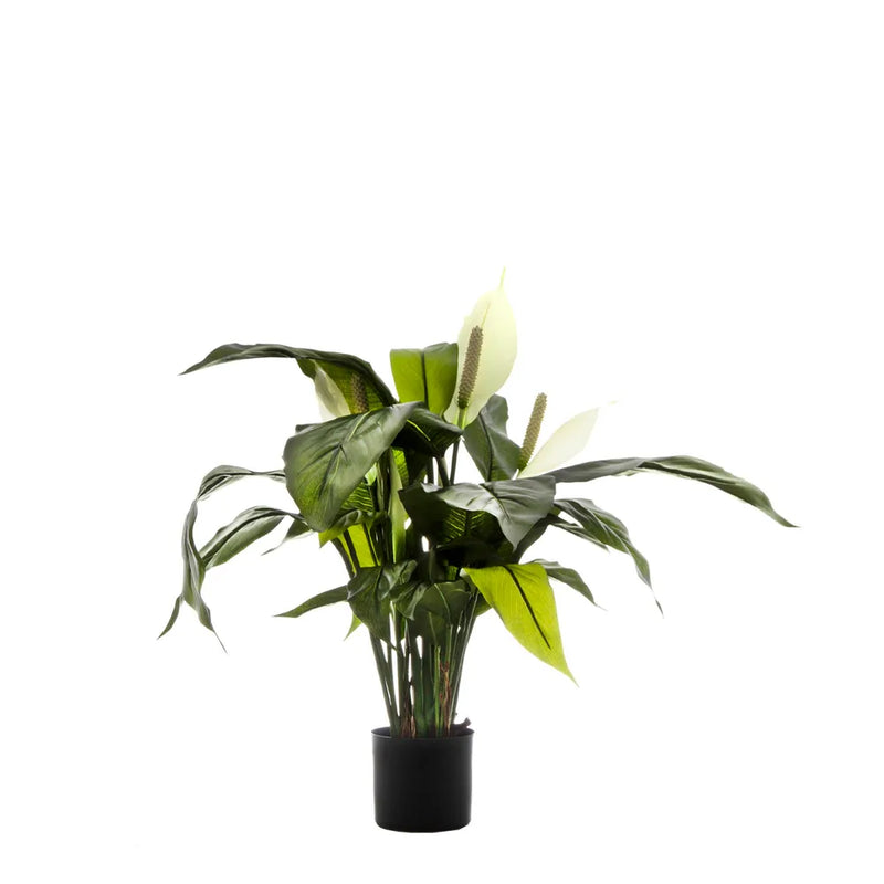 Spathiphyllum White Lily with Pot - 63cm - Notbrand