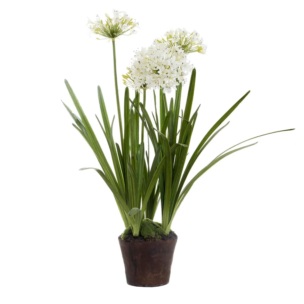 Artificial Agapanthus In Paper Pot with White Flowers - Notbrand