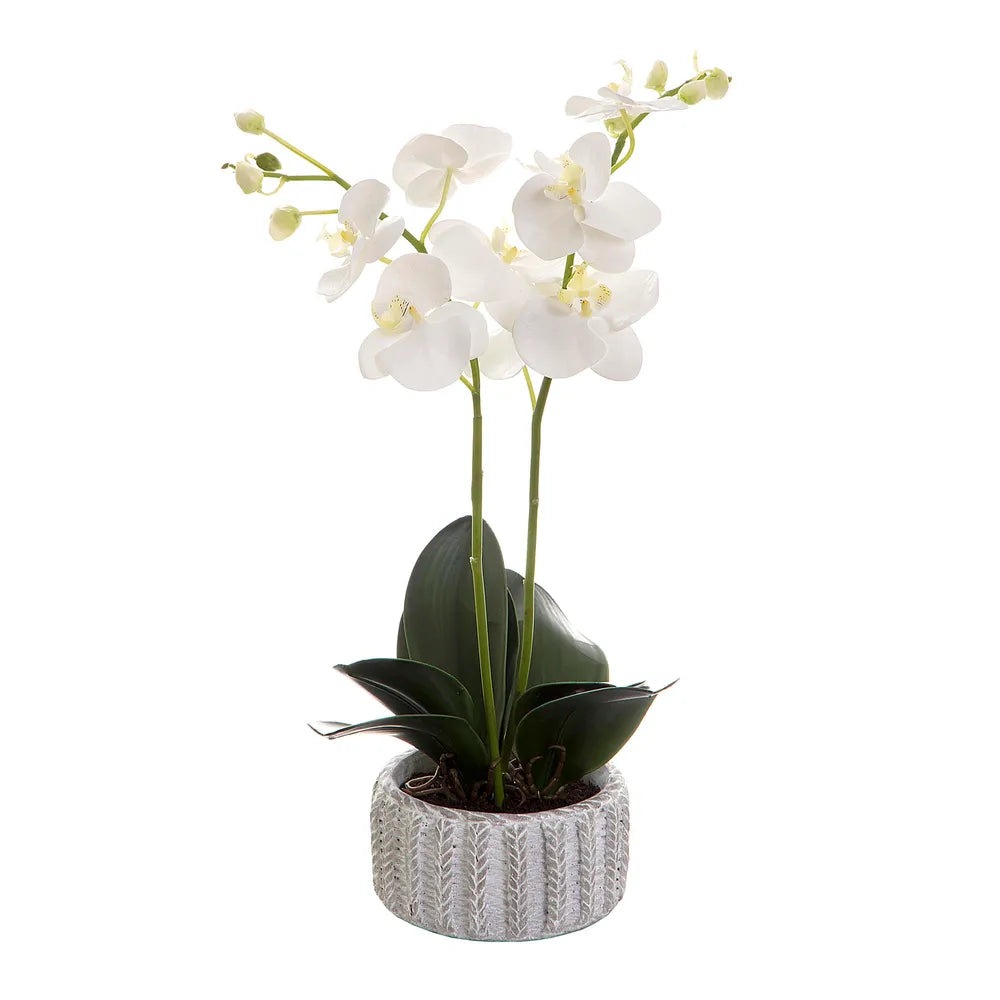 Phalaenopsis In Ceramic Pot with White Artificial Flowers - 65cm - Notbrand