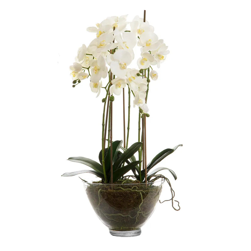 Orchid In Glass Bowl with White Artificial Flowers- 85cm - Notbrand