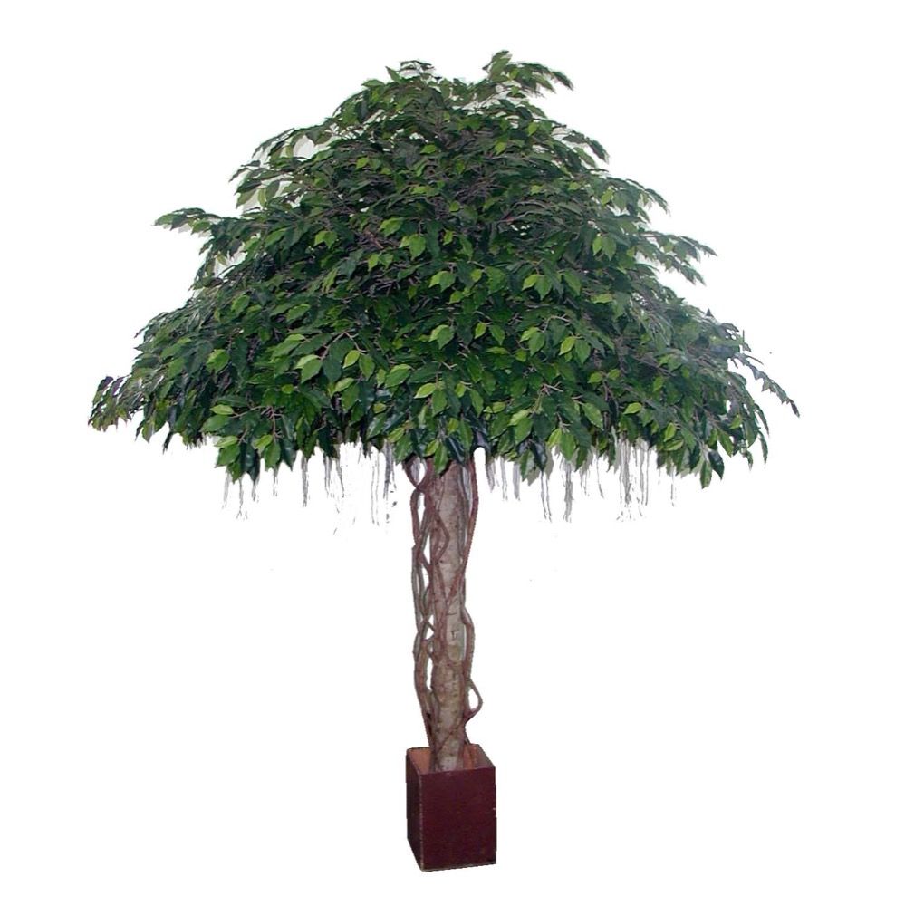 Fat Ficus Umbrella Artificial Giant Tree - 3.05m - Notbrand